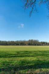 Fototapeta premium Trees in field near Modderkolk in Loenen, The Netherlands.