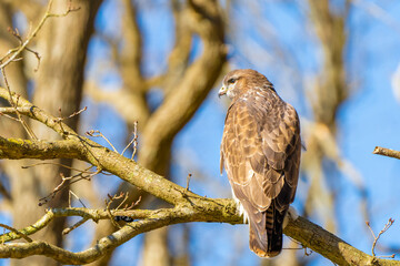 Buzzard in the forest. Sitting on a branch of a deciduous tree in winter. Wildlife Bird of Prey,. Detailed feathers in close up. Blue sky behind the trees. Wildlife scene from nature, seen from behind