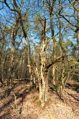 Dead tree in Dutch forest near Loenen, The Netherlands.