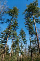 Pine trees in forest that has recently been thinned in The Netherlands near Loenen on The Veluwe.