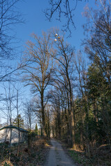 Fototapeta premium Track leading through forest in The Netherlands near Loenen with run down holiday park to the side.