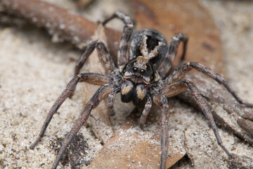 Wolf Spider in the Venator Genus