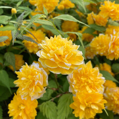 chrysanthemum flowers