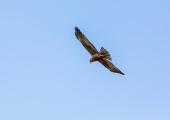 Bald eagle against the blue sky