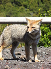 Zorro culpeo, (Fox), Parque Vicente Perez Rosales, Puerto Varas, Chile 