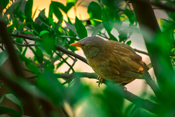 Jungle babbler (Argya striata) in perch, sitting on branches of orange or lemon tree. Bird hiding in green leaves in natural habitat at forest on blur, bright light environment Copy space background.