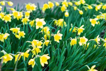 Obraz premium background of daffodils blooming in the garden in spring