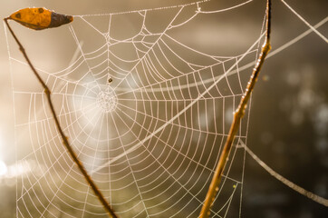 Cobweb sprinkled with drops of dew.