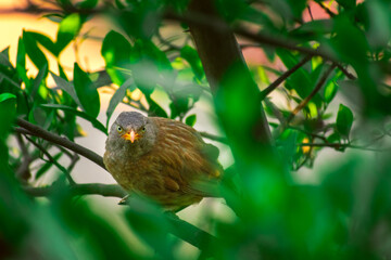 Jungle babbler (Argya striata) in perch, sitting on branches of orange or lemon tree. Bird hiding in green leaves in natural habitat at forest on blur, bright light environment Copy space background.