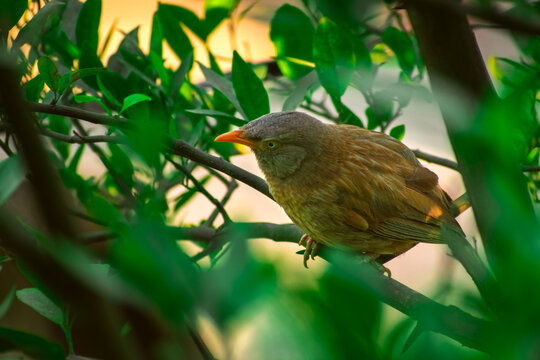 Jungle babbler (Argya striata) in perch, sitting on branches of orange or lemon tree. Bird hiding in green leaves in natural habitat at forest on blur, bright light environment Copy space background.