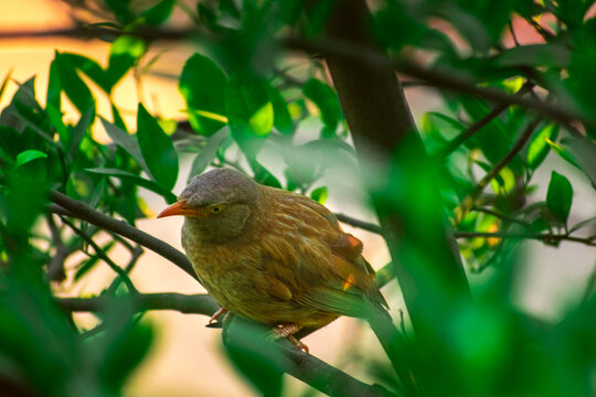 Jungle babbler (Argya striata) in perch, sitting on branches of orange or lemon tree. Bird hiding in green leaves in natural habitat at forest on blur, bright light environment Copy space background.