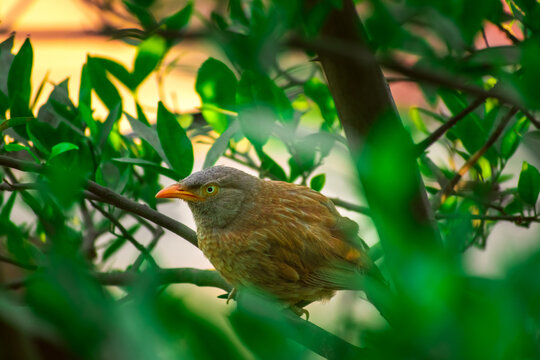 Jungle babbler (Argya striata) in perch, sitting on branches of orange or lemon tree. Bird hiding in green leaves in natural habitat at forest on blur, bright light environment Copy space background.