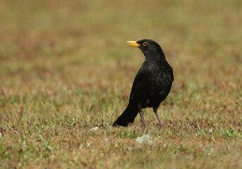 A stunning male Blackbird, Turdus merula, hunting for earthworms in the grass.