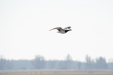 A goose flies by, above the lake. Blue sky and sun