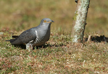 Fototapeta premium A stunning Cuckoo, Cuculus canorus, searching on the ground in a meadow for food.