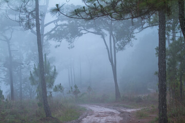 Fototapeta premium fog in the forest