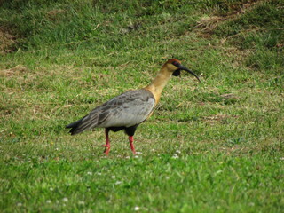 Bandurria (Theristicus caudatus), región de los ríos, Chile. wild photography