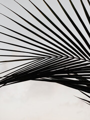Tropical palm tree leaf shadow silhouette on white wall. Aesthetic floral blurred reflection on neutral white background