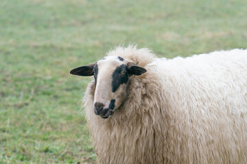 One sheep in the mist. The sheep looks into the camera, detail shot, part of body. Sheep stands in the spring grass. Agriculture and extensive traditional sheep breeding