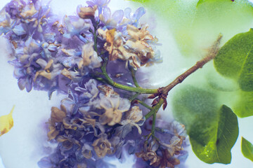 FLORES HELADAS