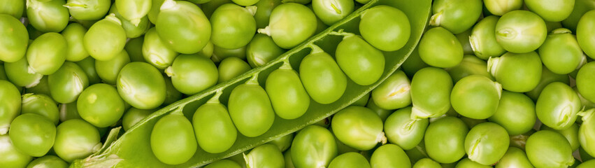 Opened pod of green peas against the backdrop of many green peas banner