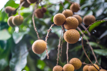 Longan, Dimocarpus longan, Central of Thailand