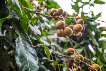 Longan, Dimocarpus longan, Central of Thailand