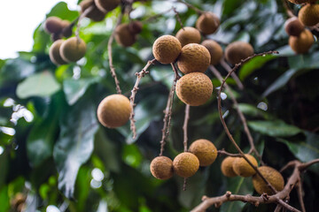 Longan, Dimocarpus longan, Central of Thailand