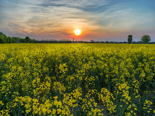 Countryside landscape at sunset with field of yellow flowers 
