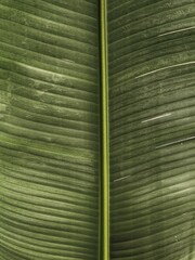 Palm tree leaf texture. Beautiful summer exotic tropical nature background. Summer travel, vacation concept.