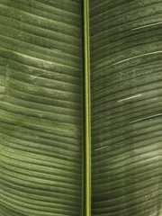 Zelfklevend Fotobehang Olijfgroen Palmboom blad textuur. Mooie zomerse exotische tropische natuur achtergrond. Zomer reizen, vakantie concept.