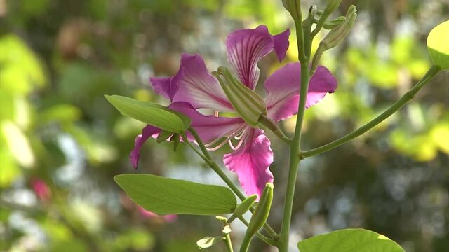 "Hong Kong Orchid Tree" Images – Browse 650 Stock Photos, Vectors, and Video | Adobe Stock