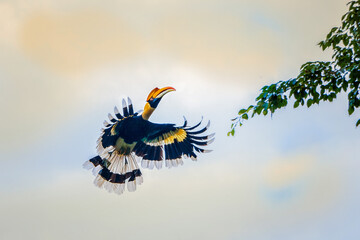 Great Hornbill flying in the sky