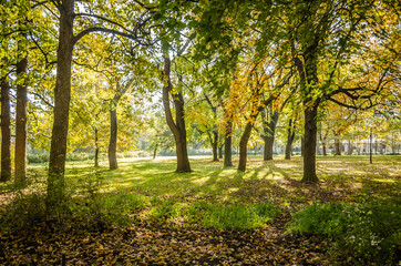Obraz premium City park in Novi Sad in the autumn period of the year. Autumn landscape with sunny trees in the city park