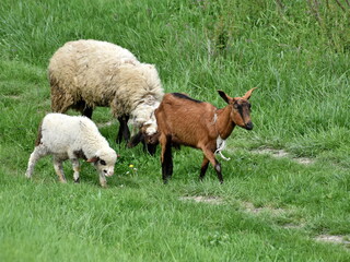 Sheep, lamb and goat graze on green grass