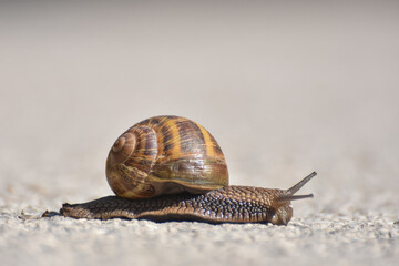 Big snail in shell crawling on road. Helix pomatia on asphalt road, Burgundy snail