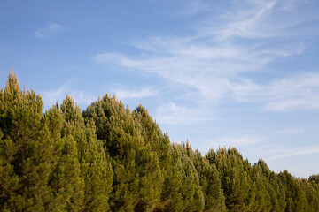 Zypressen im Eram Garten, in Shiraz, Iran