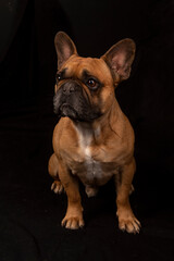 Bouledogue français