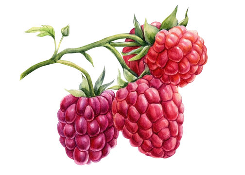 Branch raspberry berries on an isolated white background. Watercolor botanical illustration