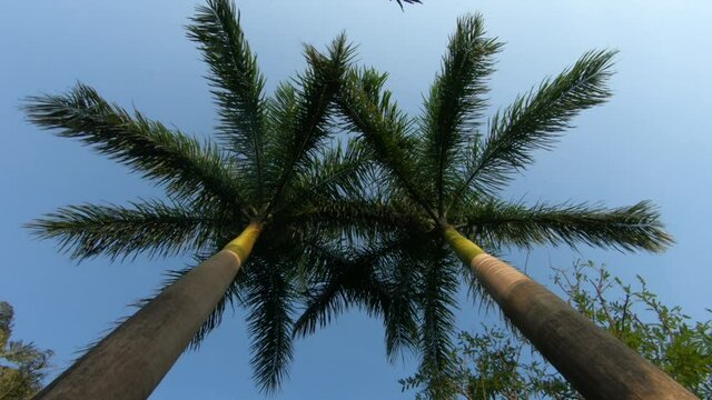 Low angle of palm tree