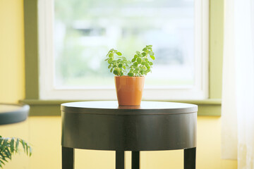 Indoor, a small green potted plant on brown round table, decorating the room, blur background