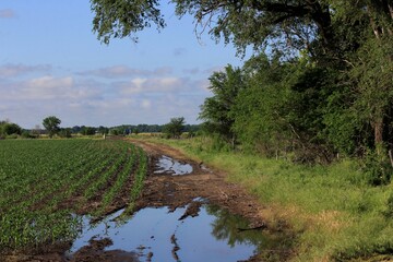 Kansas Corn crop in a field with a road with water, tree's, blue sky , and white clouds that's west of Hutchinson Kansas USA out in the country.