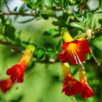 Selective focus shot of red and yellow Cantua buxifolia flowers under the sunlight