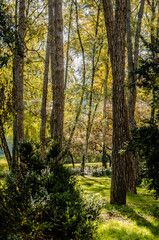 City park in Novi Sad in the autumn period of the year. Autumn landscape with sunny trees in the city park