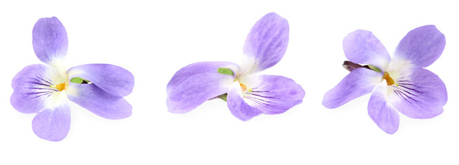 Obraz na płótnie Canvas violets flowers. Blue Viola Odorata isolated on white background. clipping path