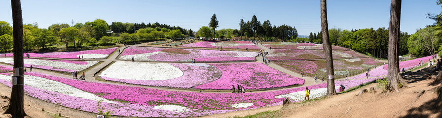 「芝桜の丘（羊山公園）」秩父 埼玉県