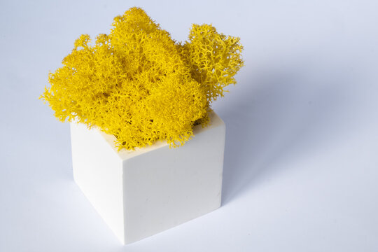 Preserved Moss - SecondFlor