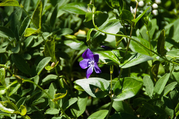 I fiori nel giardino in primavera