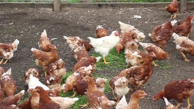 Red loman brown hens eating green grass
