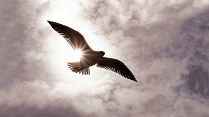 Seagull in the sky and sun.